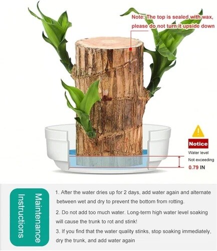 Brazilian Wood Plant Water Raise Mini Brazil Lucky Wood Potted Tree Indoor Decor