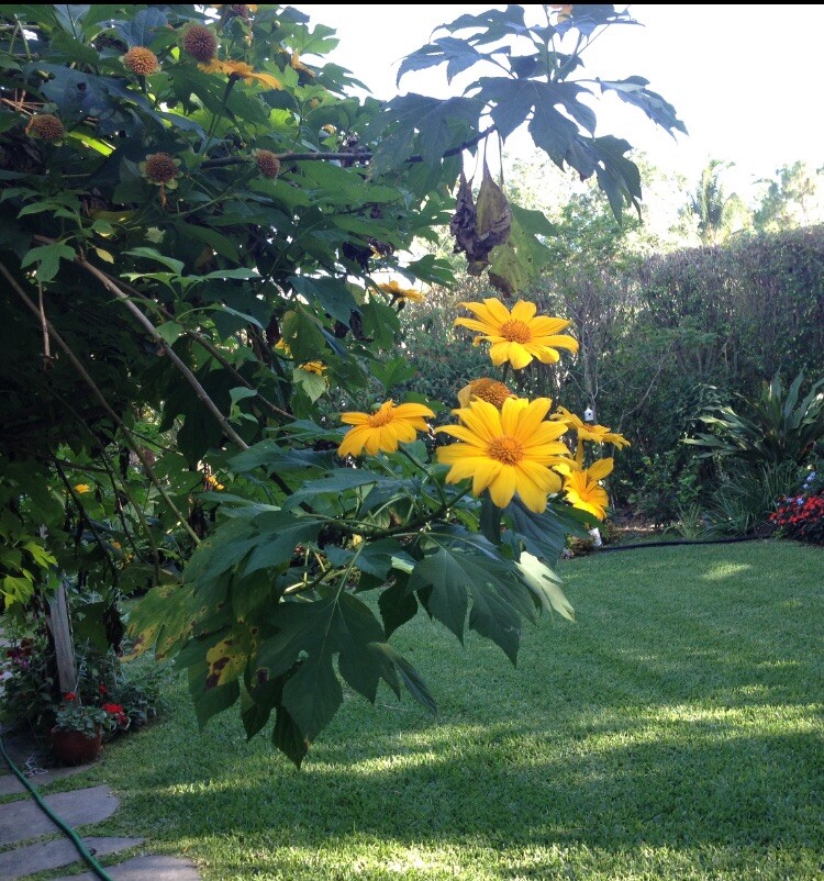 12 cuttings REAL TITHONIA DIVERSIFOLA perennial Mexican sunflower ORGANIC GROWN