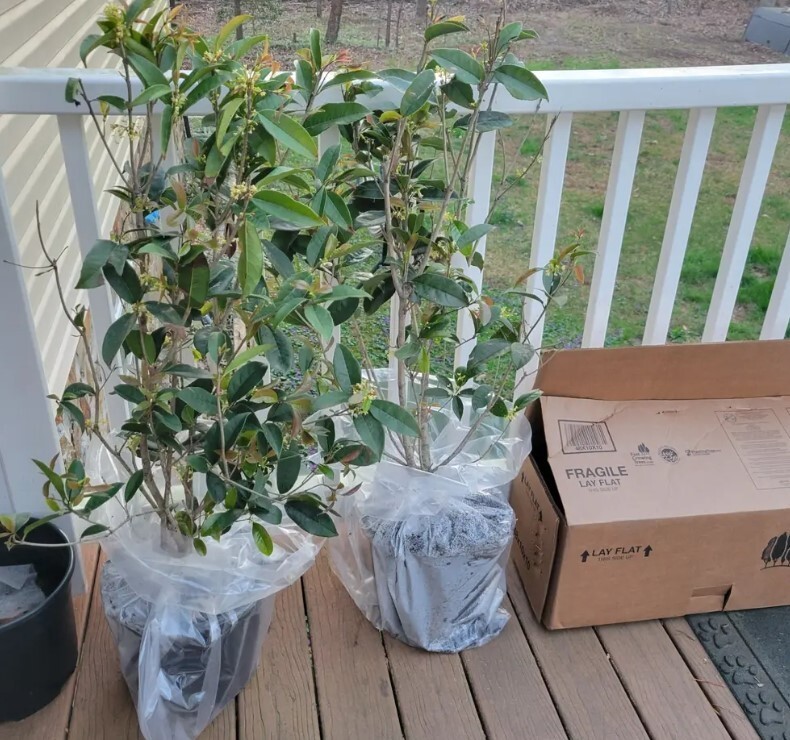 Fragrant Tea Olive Tree 3Gallon Outdoor Evergreen Osmanthus Fragrans Garden Tree