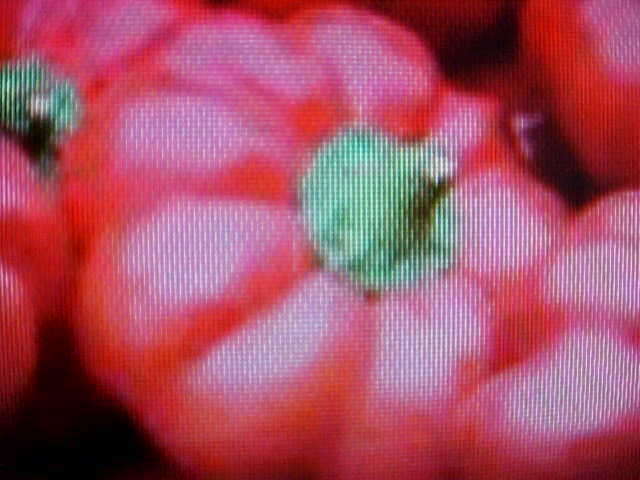 RED PIMENTO PEPPER SEEDS MILD SWEET RICH FLAVOR