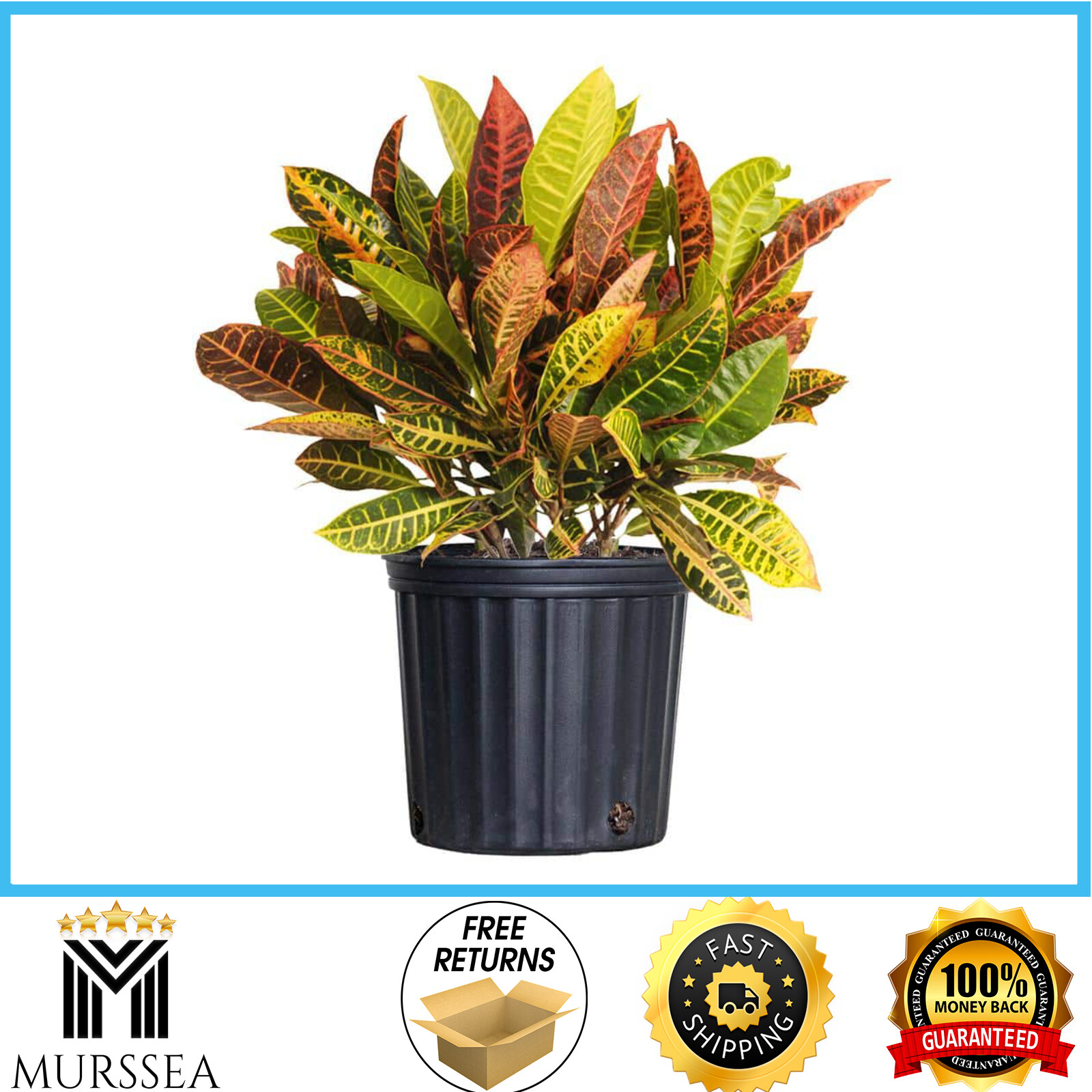 United Nursery Croton Petra Codiaeum Variegatum Live Plant in 9.25’’ Grow