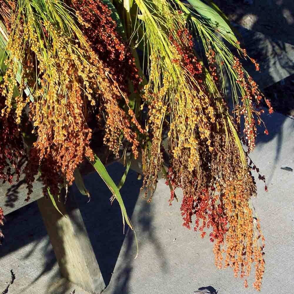 40 Broom Corn seeds