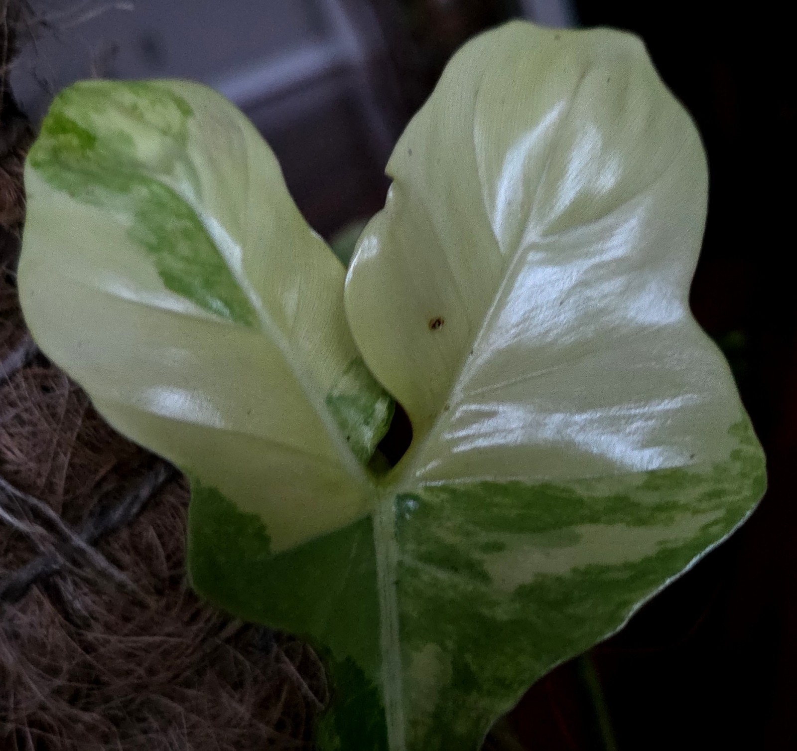 Rare XL Philodendron Florida Beauty X Paraiso Verde 28″ Wide 14″ Leaf Monstera