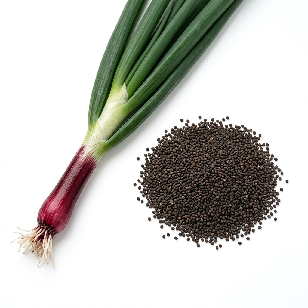 500 Red Beard Scallion Seeds – Striking Burgundy Stalks – Mild Flavor