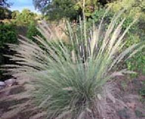 Muhlenbergia lindheimeri 1,000 seeds