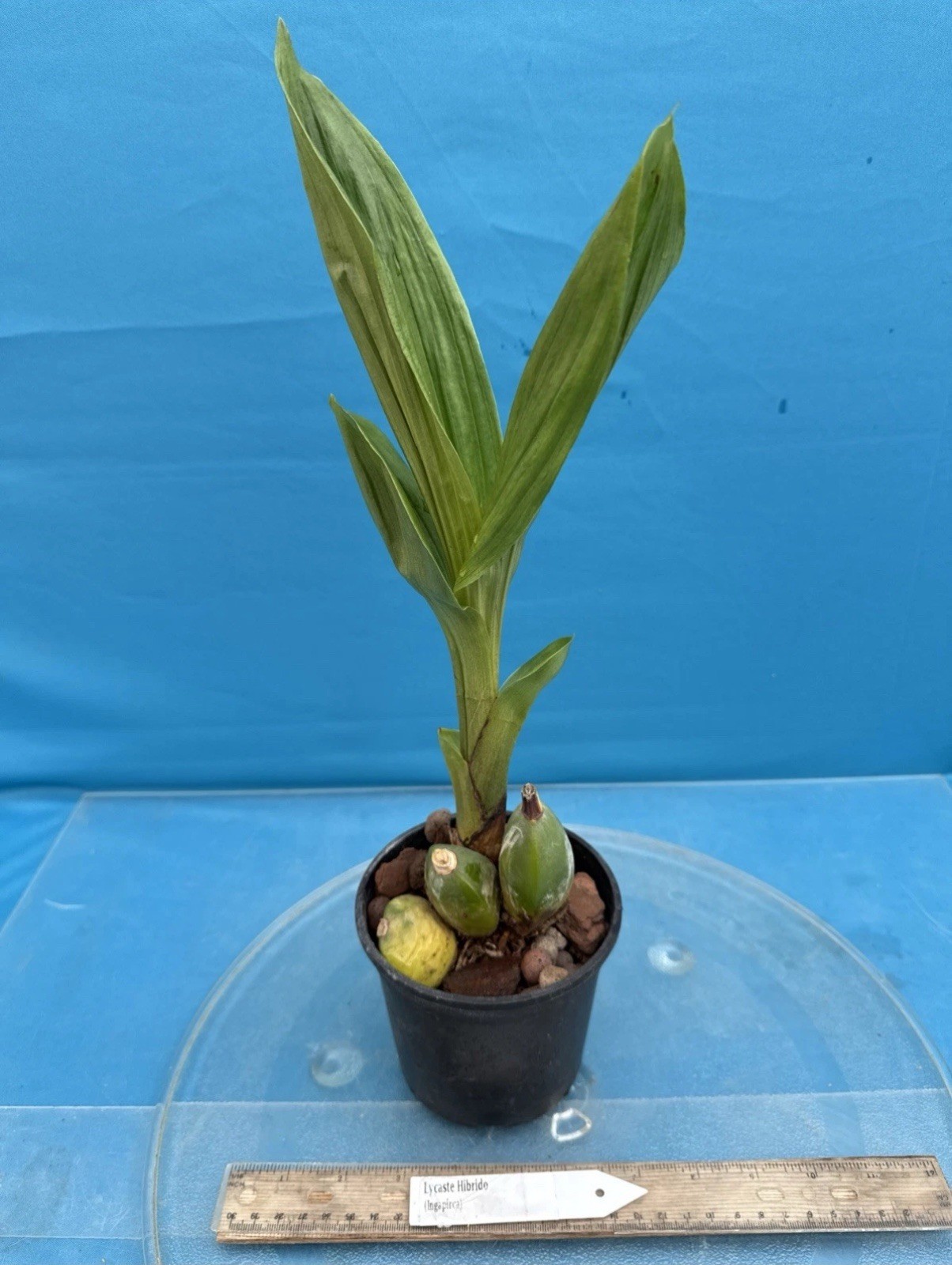 Lycaste Ingapirca Amber Red Gold Bloom Size Orchid Hybrid 4.5” Fresh RePot