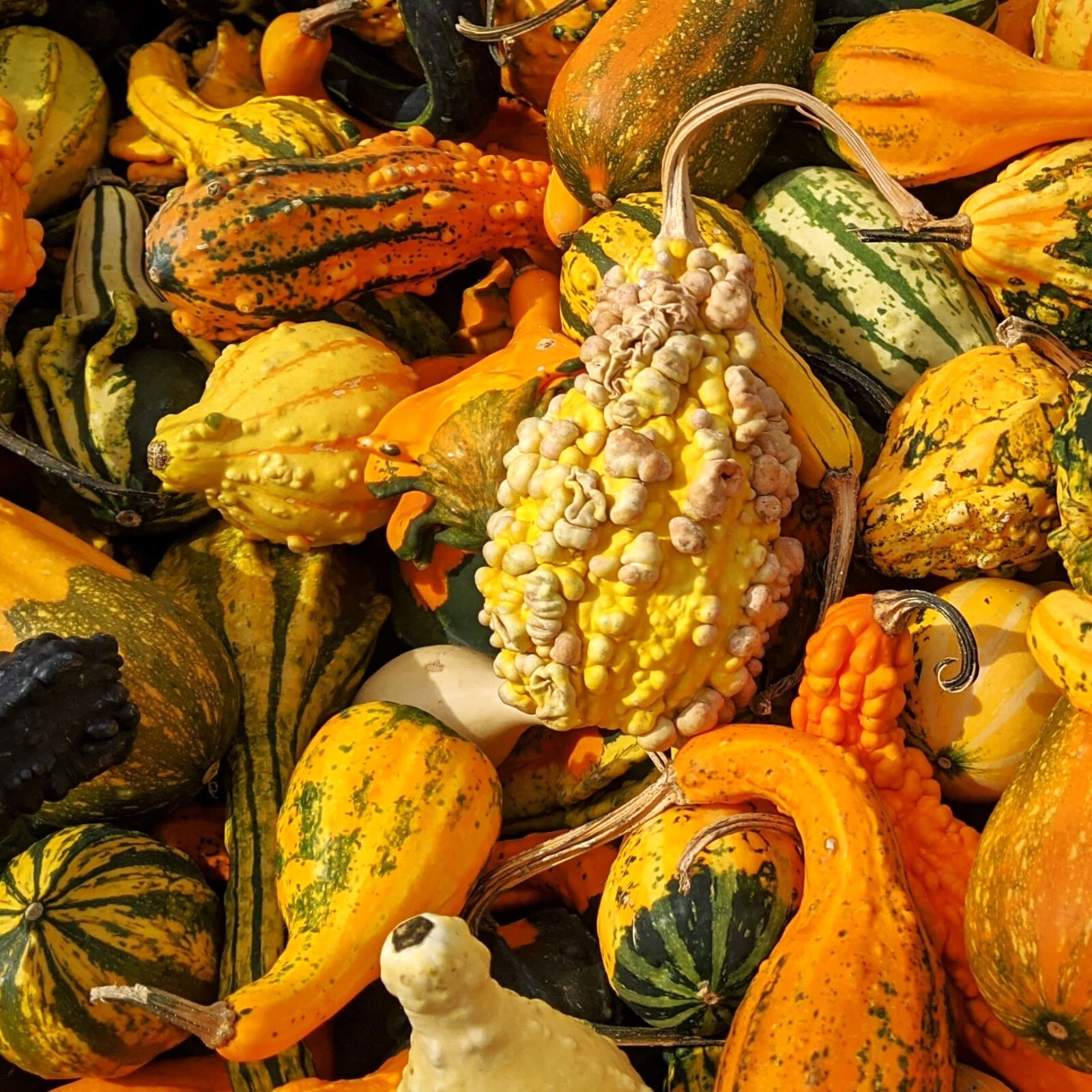 Large Mix Ornamental Gourd Seeds |Decorative Fall Autumn Winter Squash Seed 2025