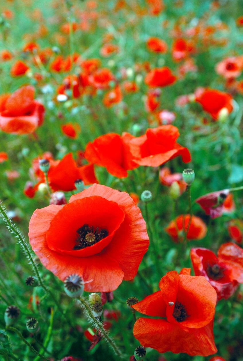 100 Annual Red Poppy Seeds – Red Corn Poppy-Non GMO-Fresh Seed