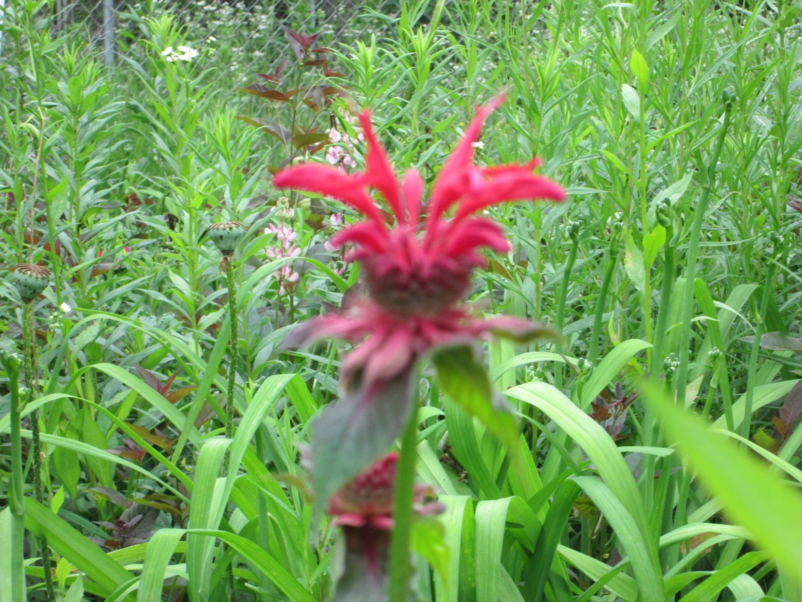 8 Red bee balm 3-9 freshly dug shipped same day hardy perennial blooms long time