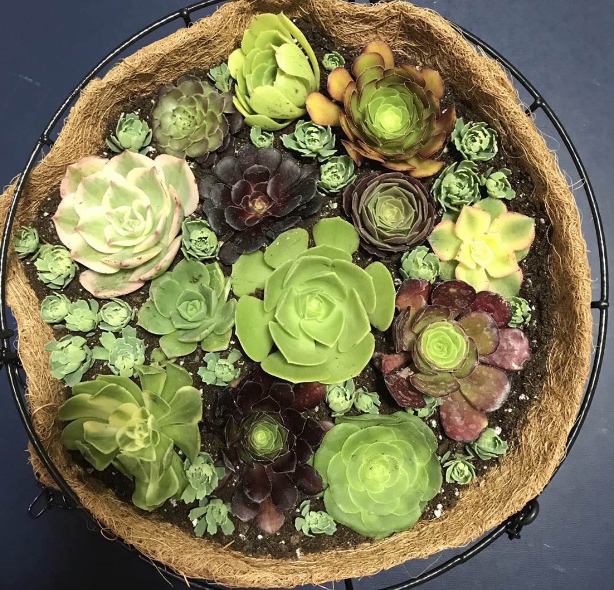 20+ Succulent Cuttings with 10 Different Varieties