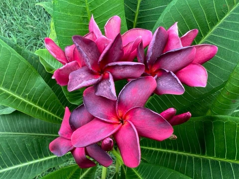 Plumeria (Frangipani) ‘PK Lucky Purple’ Grafted w/roots