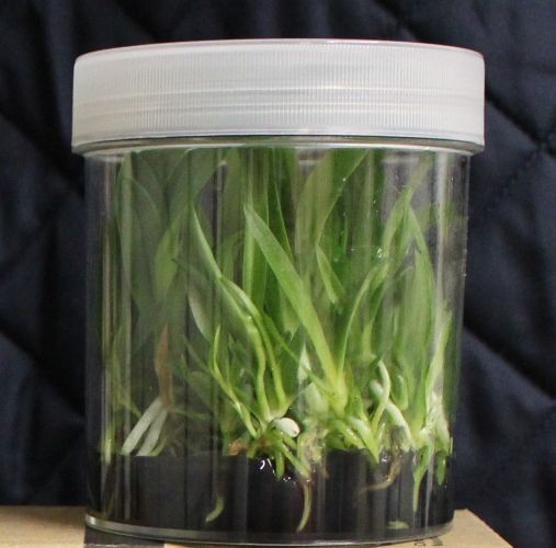 Orchids laelia Cattleya OV3167 Pot. Golden Life x Pot. Rainbow Circle–Flasks