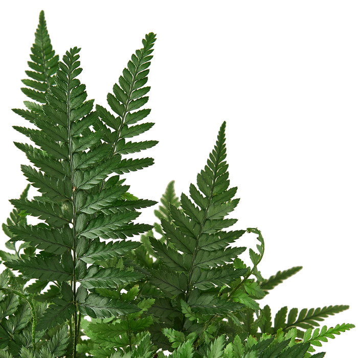 ‘Korean Rock’ Fern