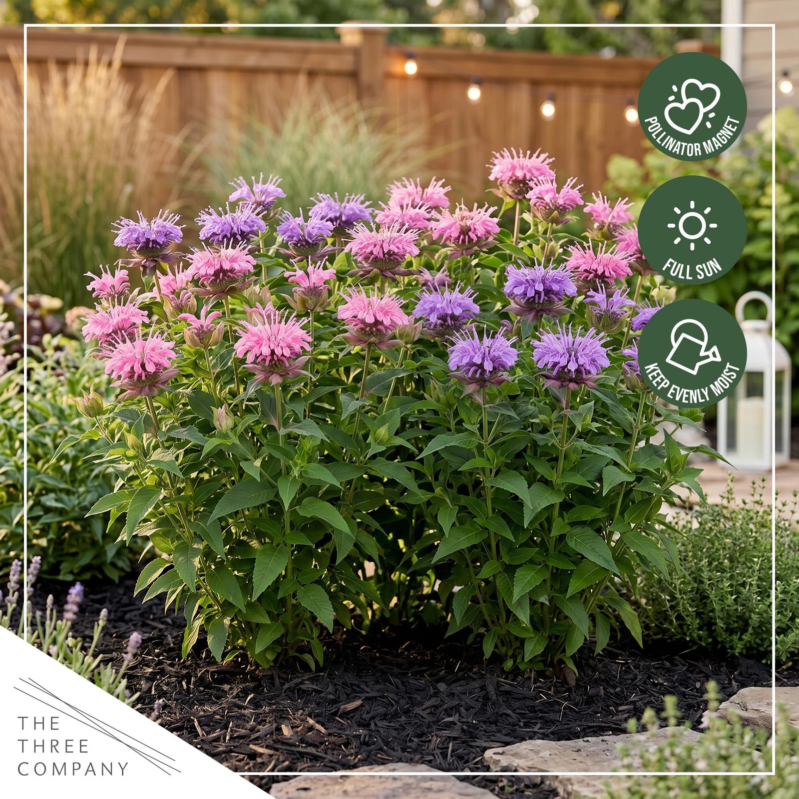 Live Flowering Bee Balm Assorted Colors 2 Plants Per Pack, Pollinator Attra…