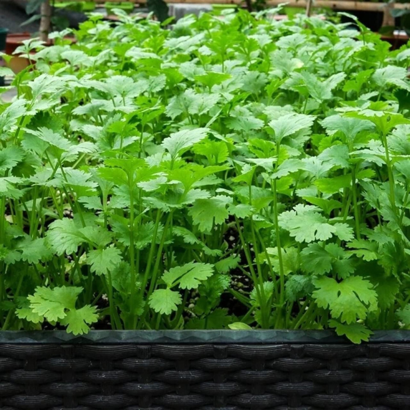 Cilantro Seeds – 1000 Seeds – Non-GMO Heirloom Coriander for Herb Gardens, Pots