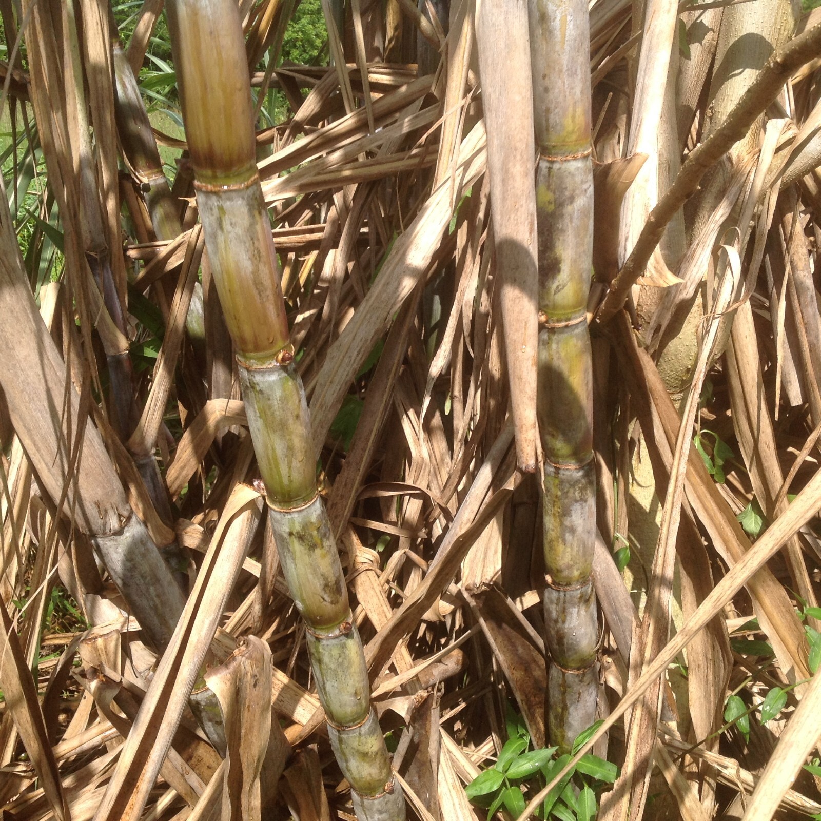  A least 10 Pieces of Sugar Cane @ 11 inches long. Organic Farm Grown in Florida