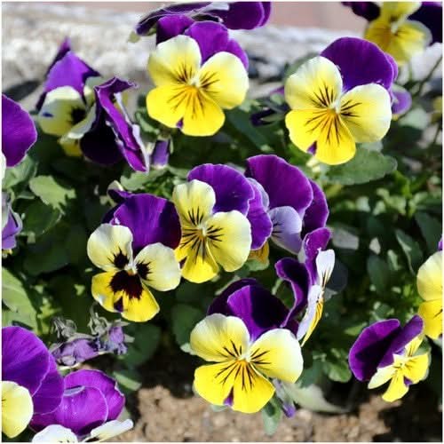 Johnny Jump Up Seeds For Planting, Helen Mount (Viola cornuta)
