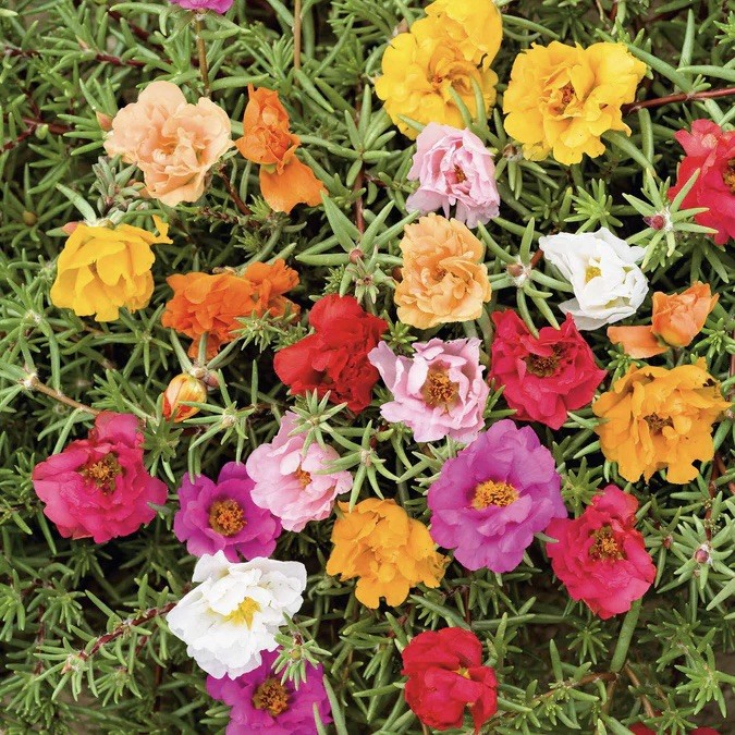 4000 Moss Rose Portulaca Seeds – (Portulaca grandiflora)- Rainbow Color Mix