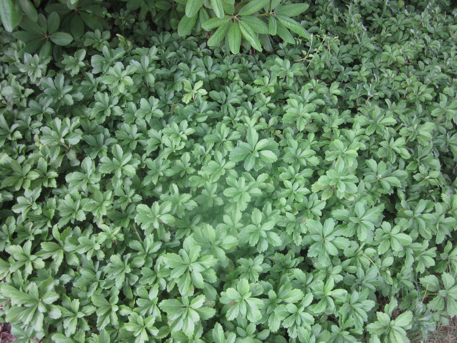 20 Pachysandra Perennial Plants Established Bare Root Old Property No Chemicals