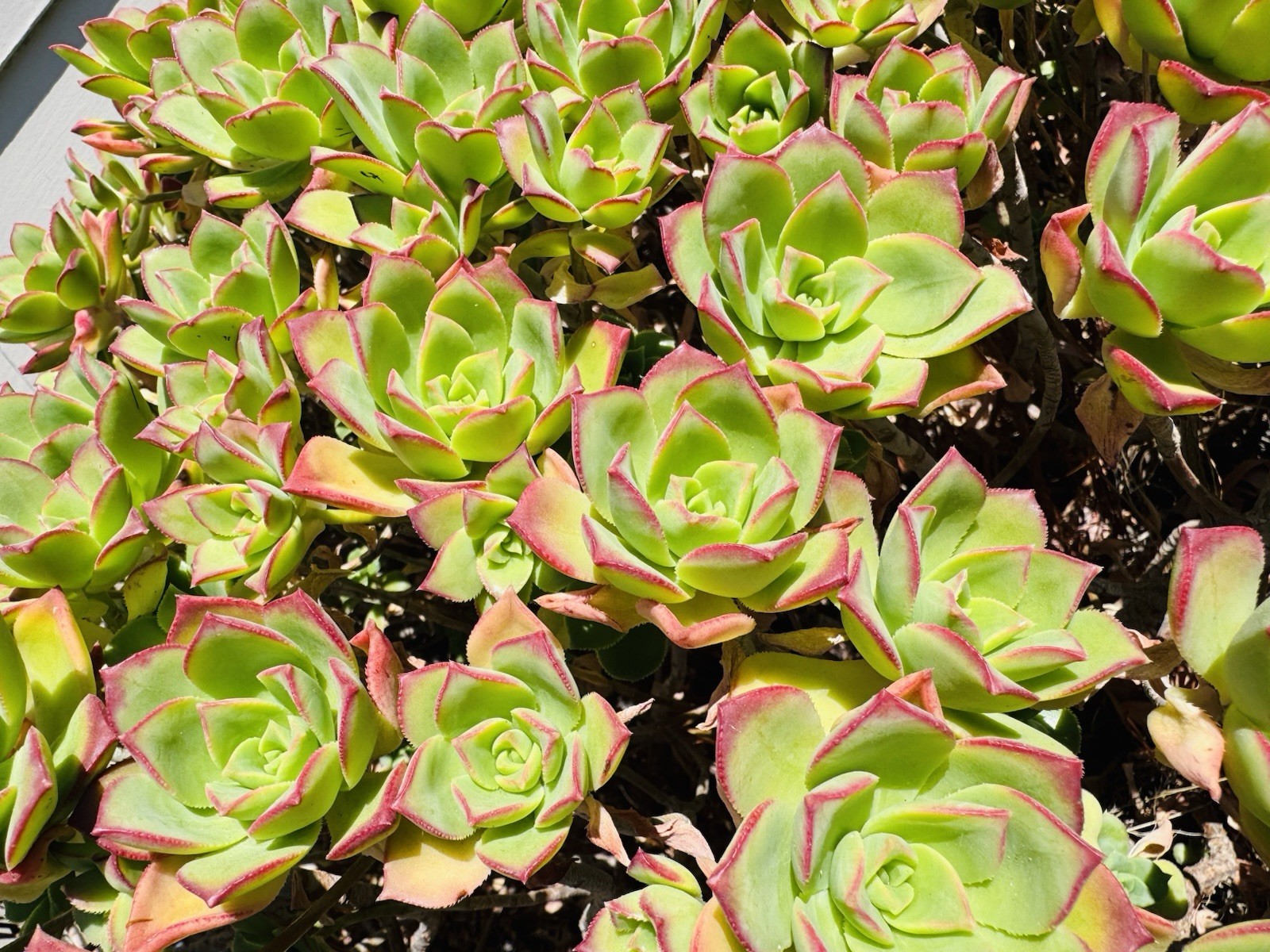 Succulent Aeonium ‘Kiwi’ , 4 – 6″ Cutting Cluster
