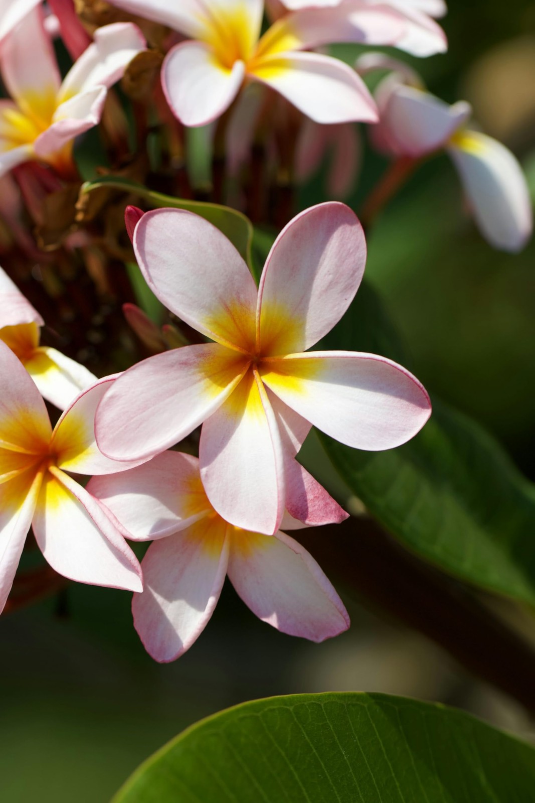 PLANT NOOK Plumeria Live Cutting 3-Pack | White Yellow and Pink Plumeria