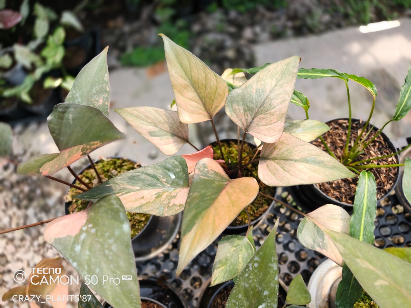 Homalomena Pink Diamond Variegated Beauty — Wholesale And Retail
