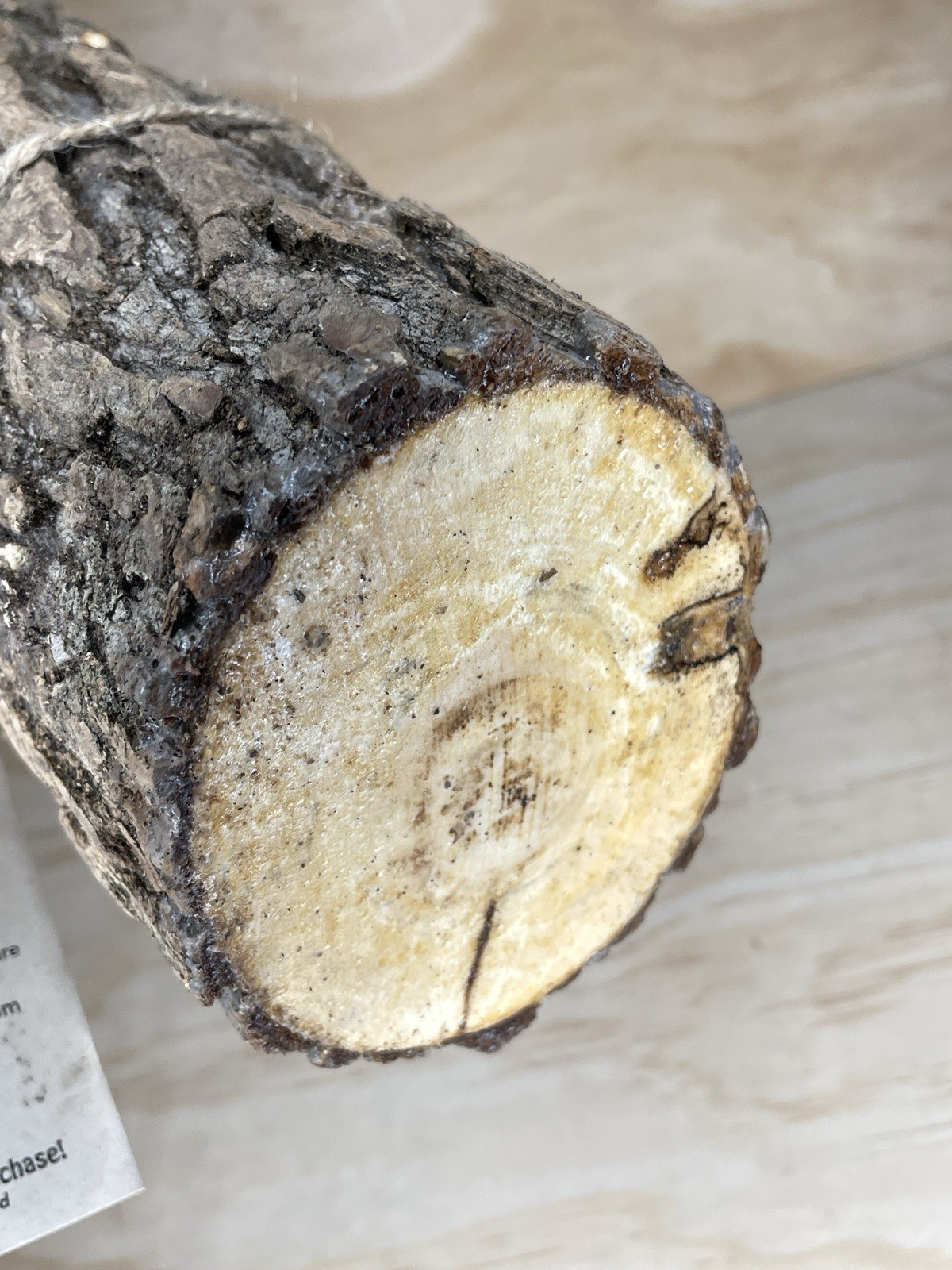2FUNGUYS 12” MUSHROOM LOG shiitake Brand new never used
