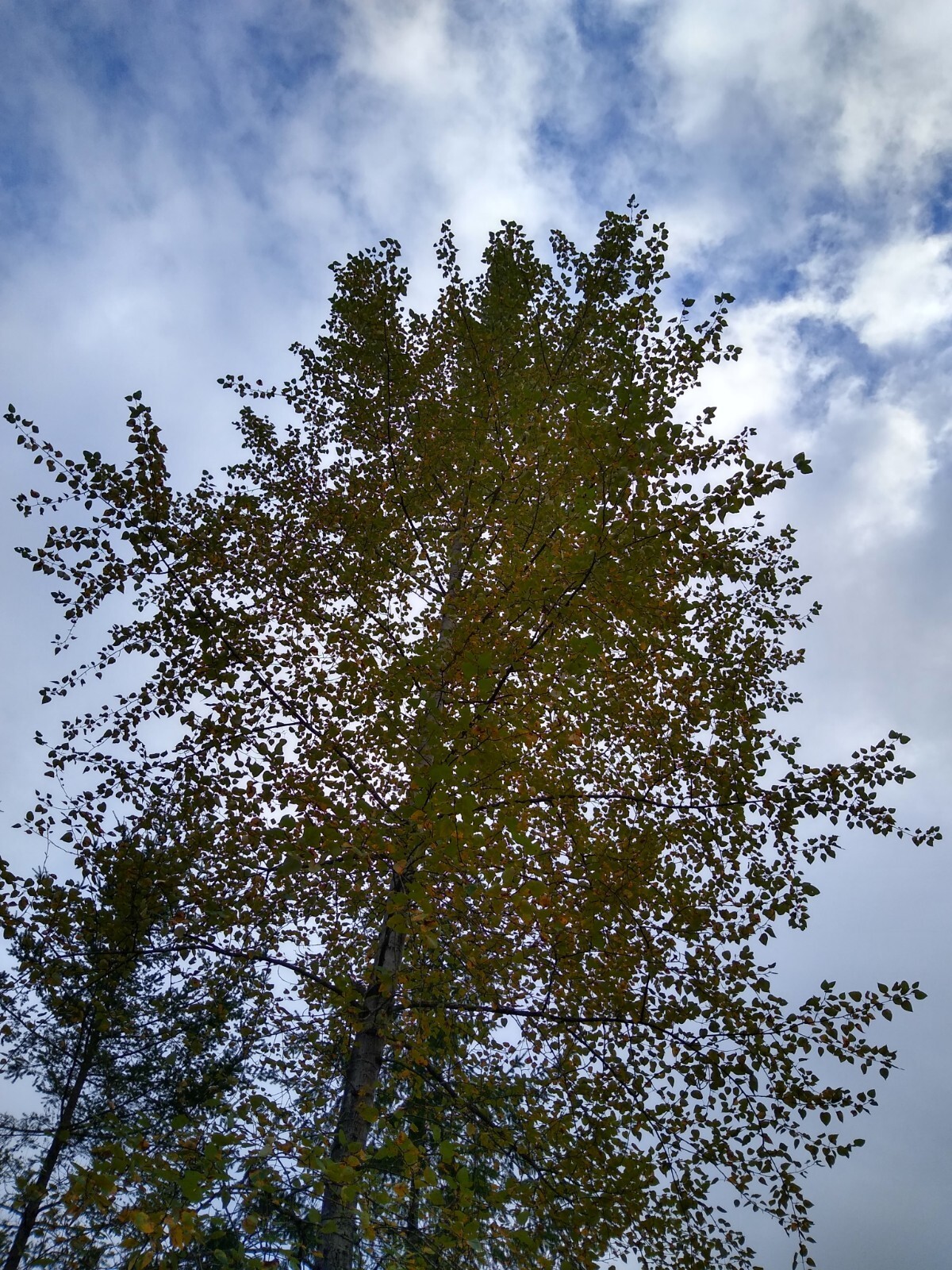 Cottonwood Tree 1-2 Feet LIVE PLANT Bare Root SUPER FAST GROWING