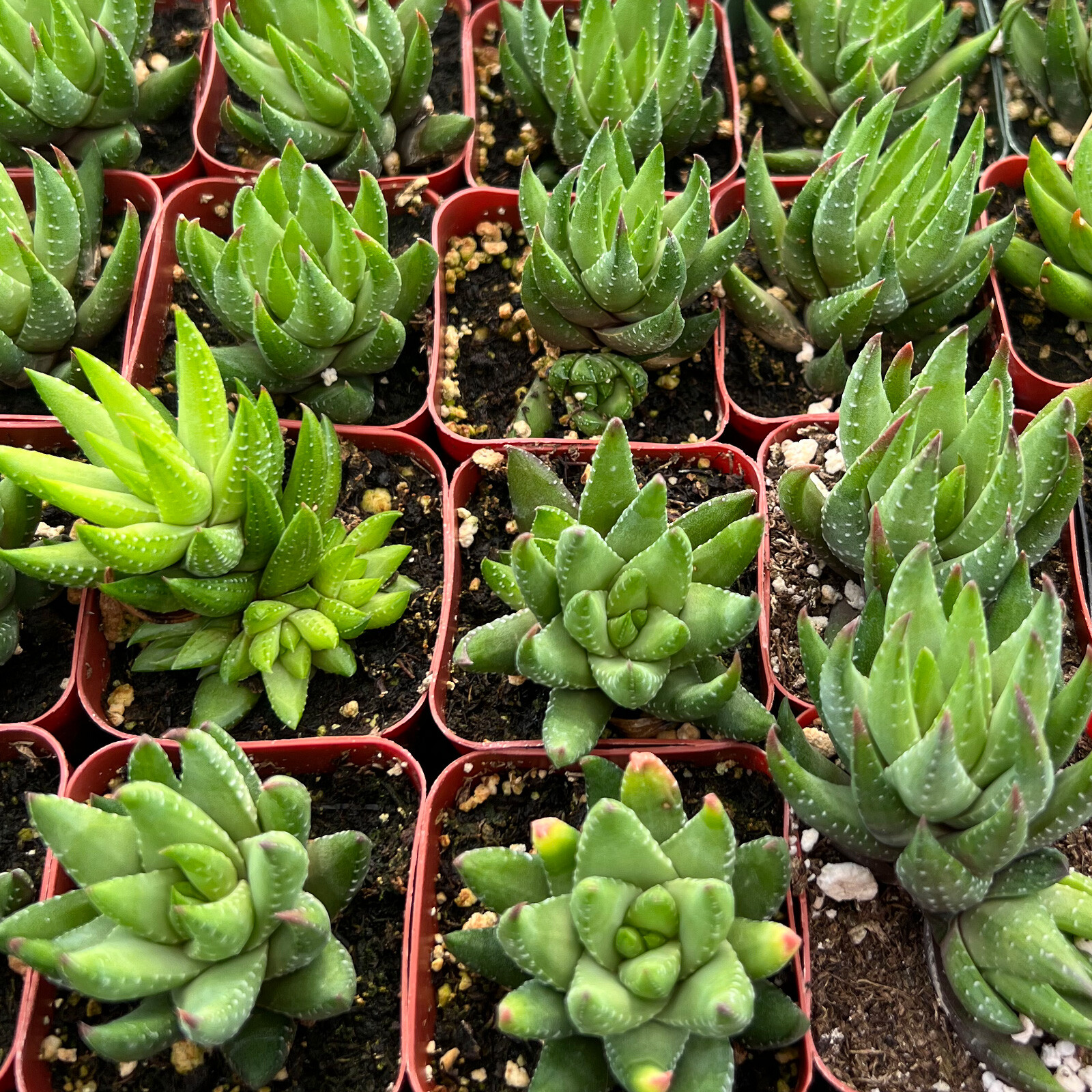 Live Haworthia Rubrobrunnea Succulent Rooted in 2” Planter for Gardening Gifts