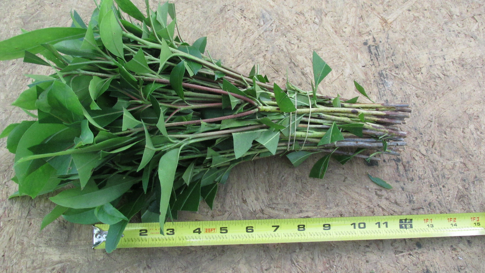 Flowering Mountain Laurel Cuttings for Propagation Rooting QTY 25 – 6-8inches lo