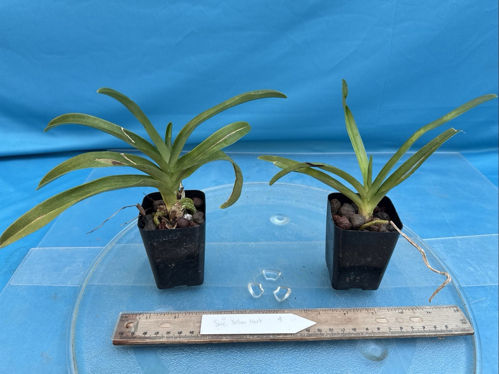 Sarcochilus Newbold Alta Raspberry Pink Orchid Hybrid DIVISIONS 2” Pot (CJ3)