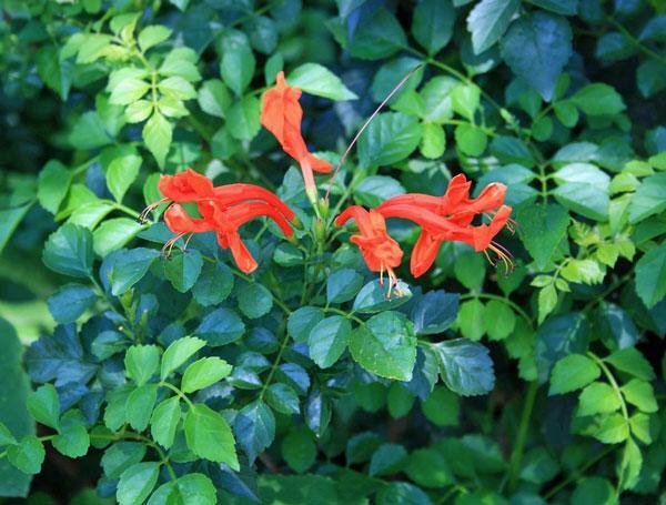 Tecoma capensis | Cape Honeysuckle | Cape Trumpet-Flower | 10 Seeds