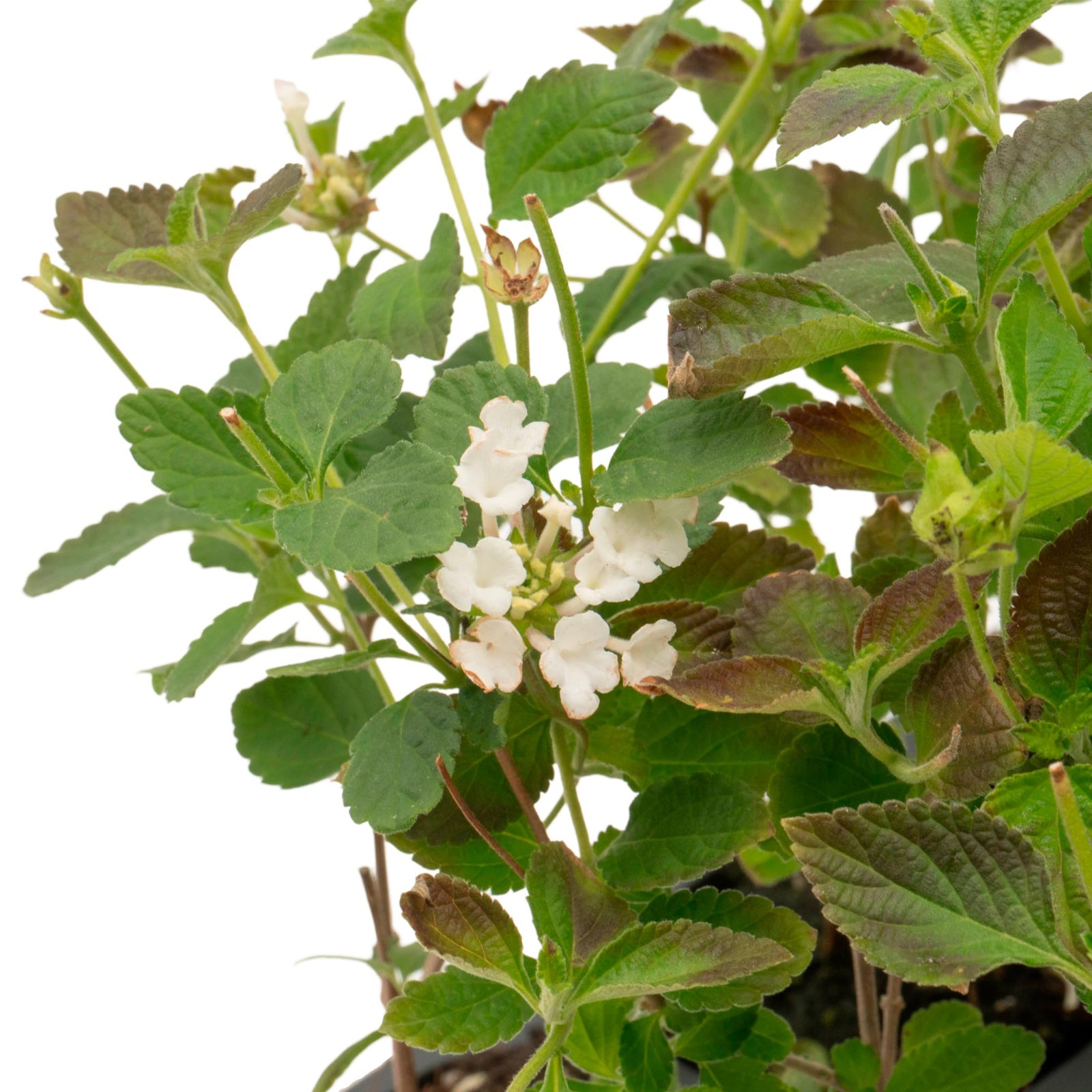 Trailing White Lantana, Live Plants (Lantana Montevidensis) in 2.5″ Nursery Cube