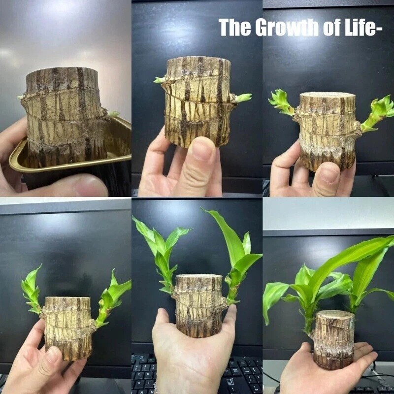 Brazilian Wood Plant Water Raise Mini Brazil Lucky Wood Potted Tree Indoor Decor
