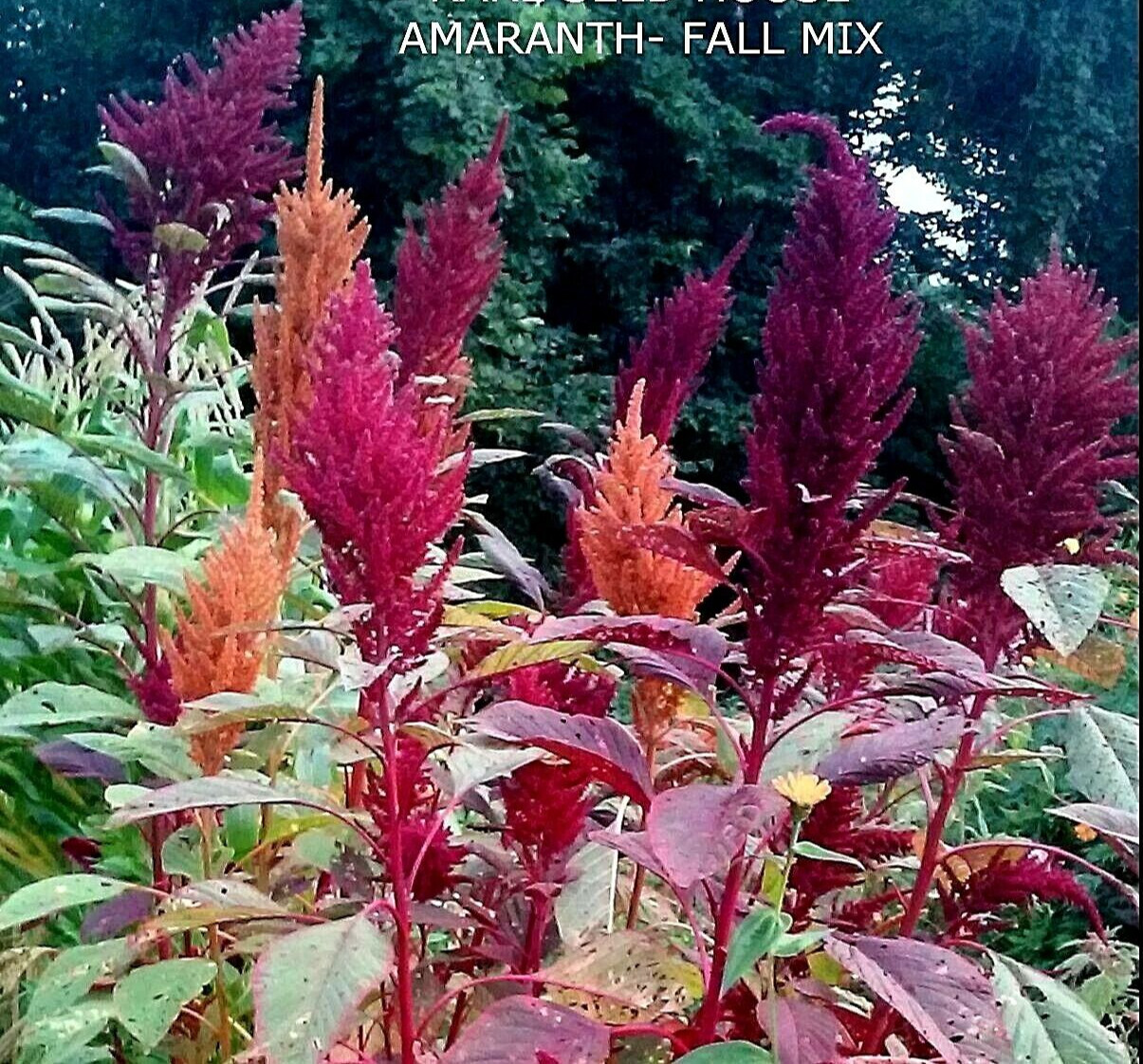Amaranth -Fall Mix! 50+ SEEDS My Custom Heirloom Blend COMB. S/H! SEE OUR STORE