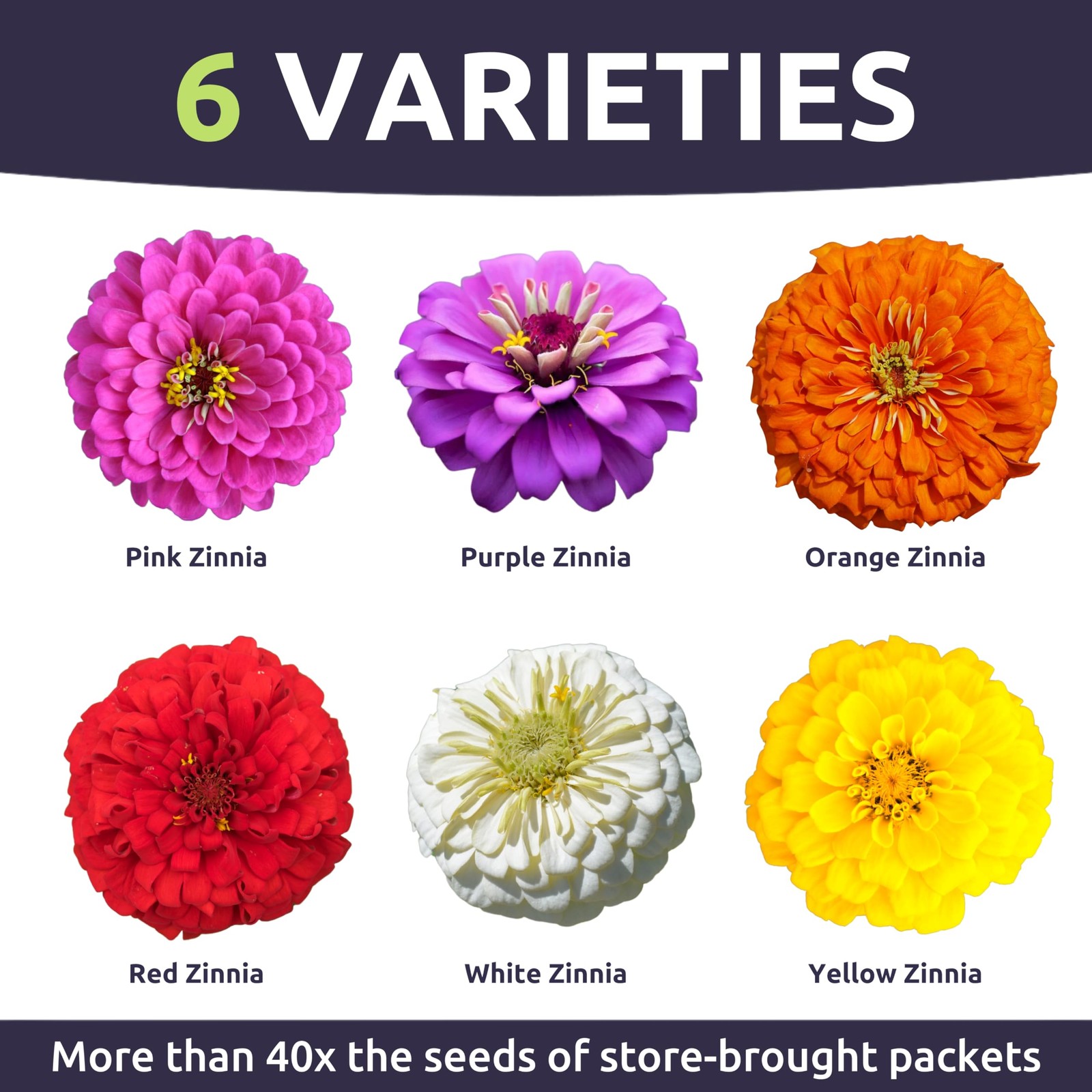 Zinnia Cut & Come Again Mix – Bulk 1/4 Pound Pouch – 15000 Flower Seeds for P…