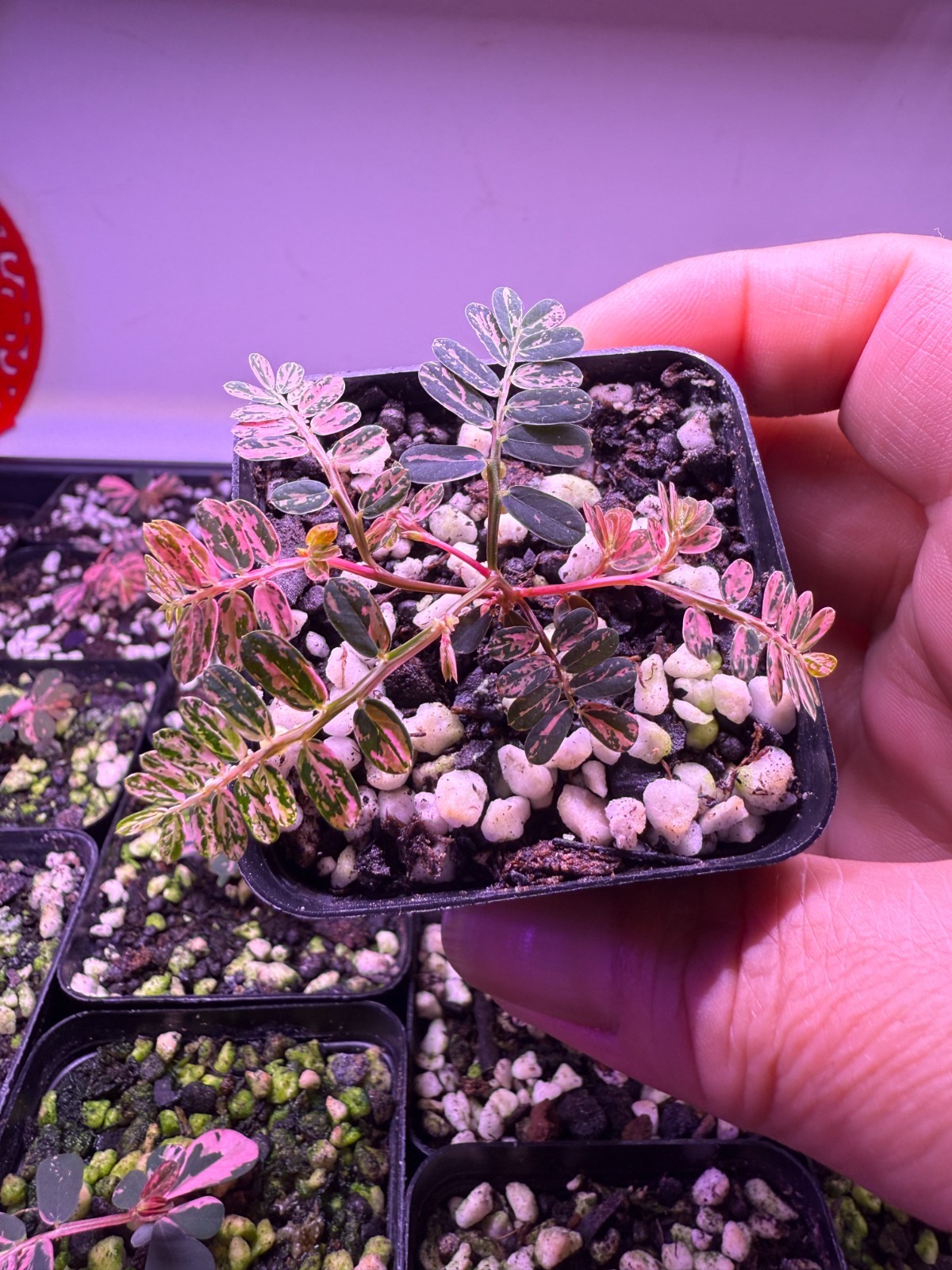 Phyllanthus urinaria pink variegated/Pink sensitive plant/seed grown seedling