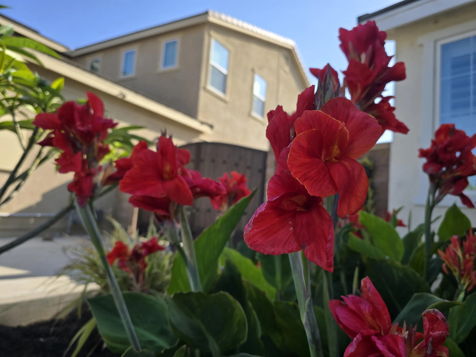 Red Canna Lily ‘President’ Rhizomes – Striking Tropical Blooms – 4-Rhizomes