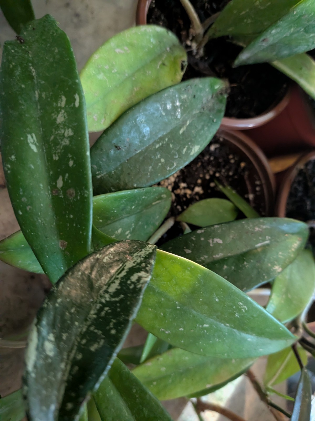 Hoya Collection 1 Hindu Rope 1 Krimson Princess 1 Publicalyx Splash In 3″ Pots