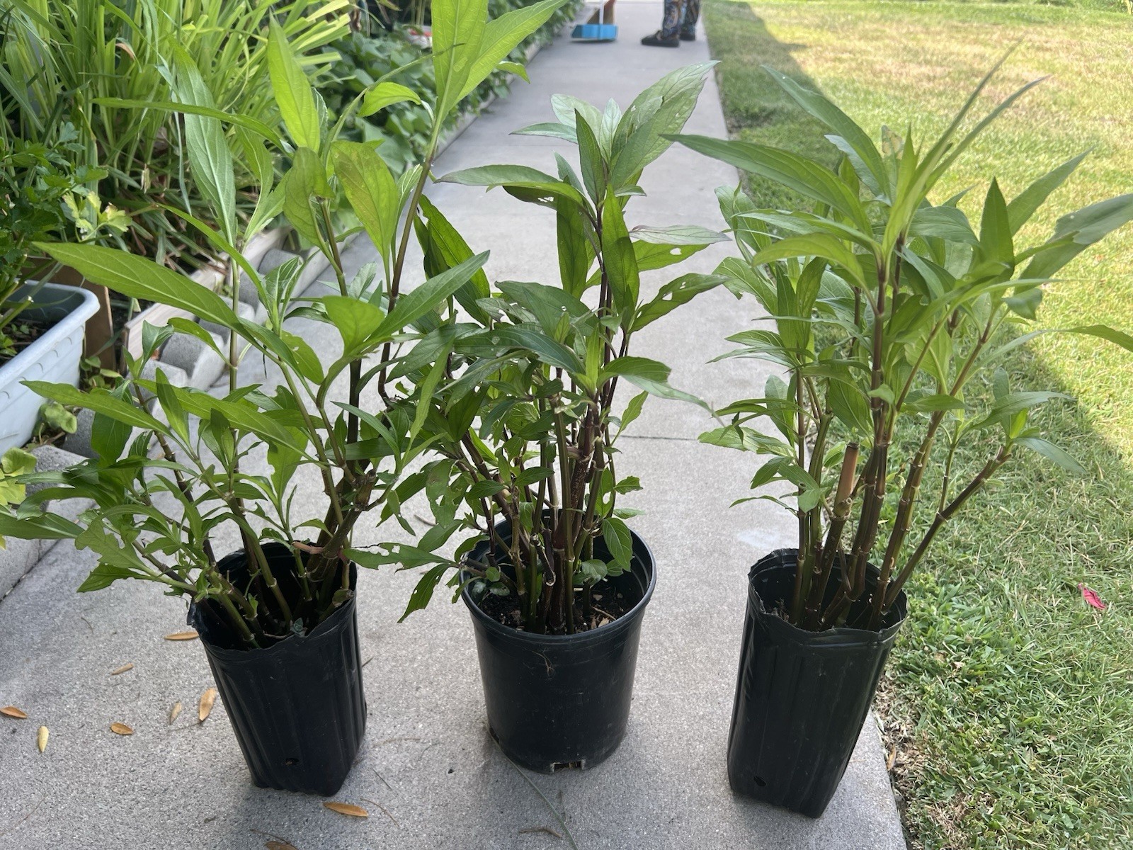 Live Rooted Mexican Petunia Plants. Cây Chiều Tím Ruellia BUY 3 GET 1 FREE