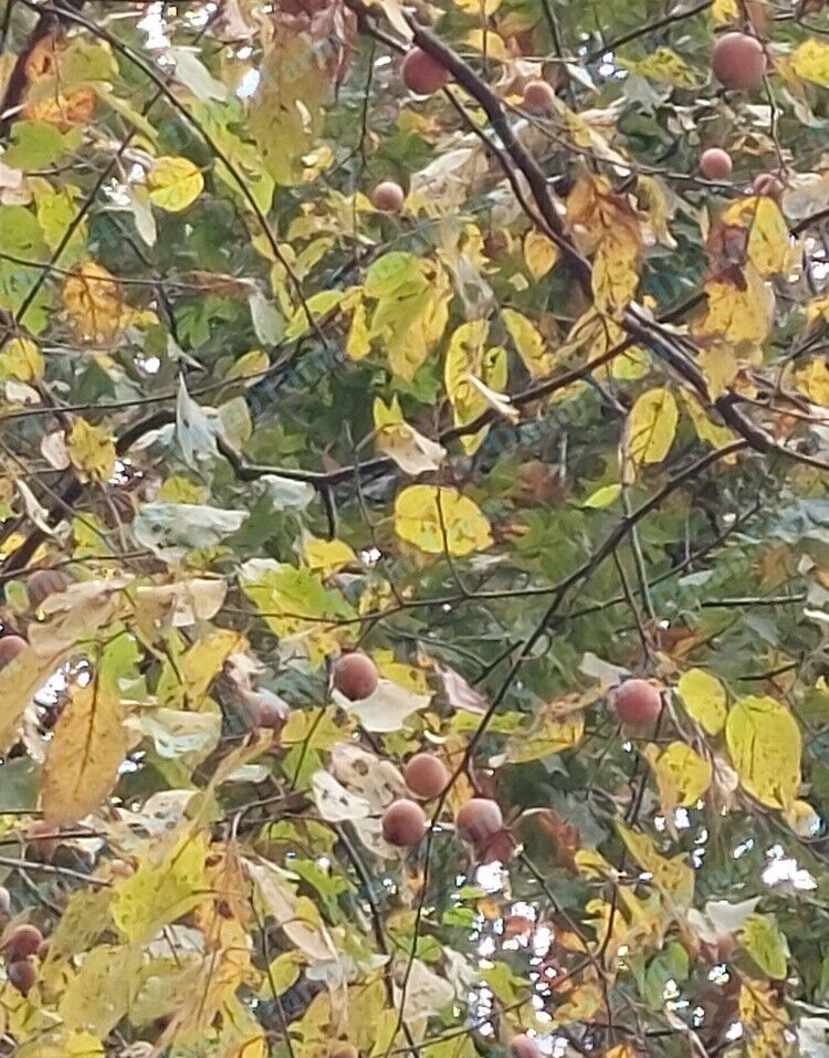 Persimmon Tree American Native Diospyros Virginiana Bareroot Seedling Live Plant