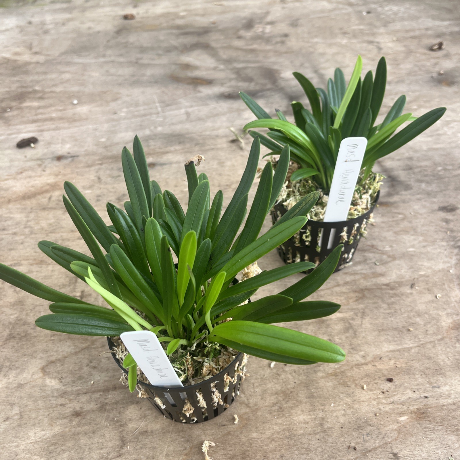 Masdevallia Herradurae 3.5” Pot