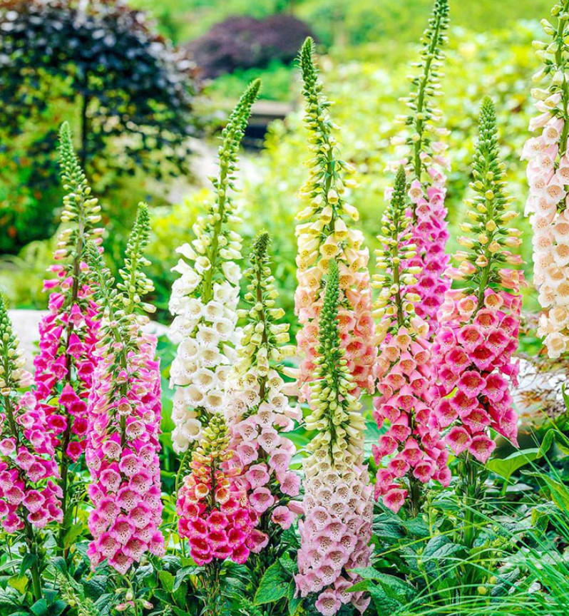 FOXGLOVE EXCELSIOR MIX Sun/Shade HUMMINGBIRDS LOVE Biennial Non-GMO 400 Seeds!
