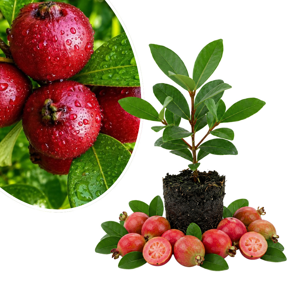 Strawberry Guava Live Plant 4-6 Inches Rooted Tropical Fruit Tree