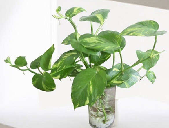 Golden Pothos, Epipremnum Aureum, House Plant – 5 Bare Roots Cuttings 4-6 inches