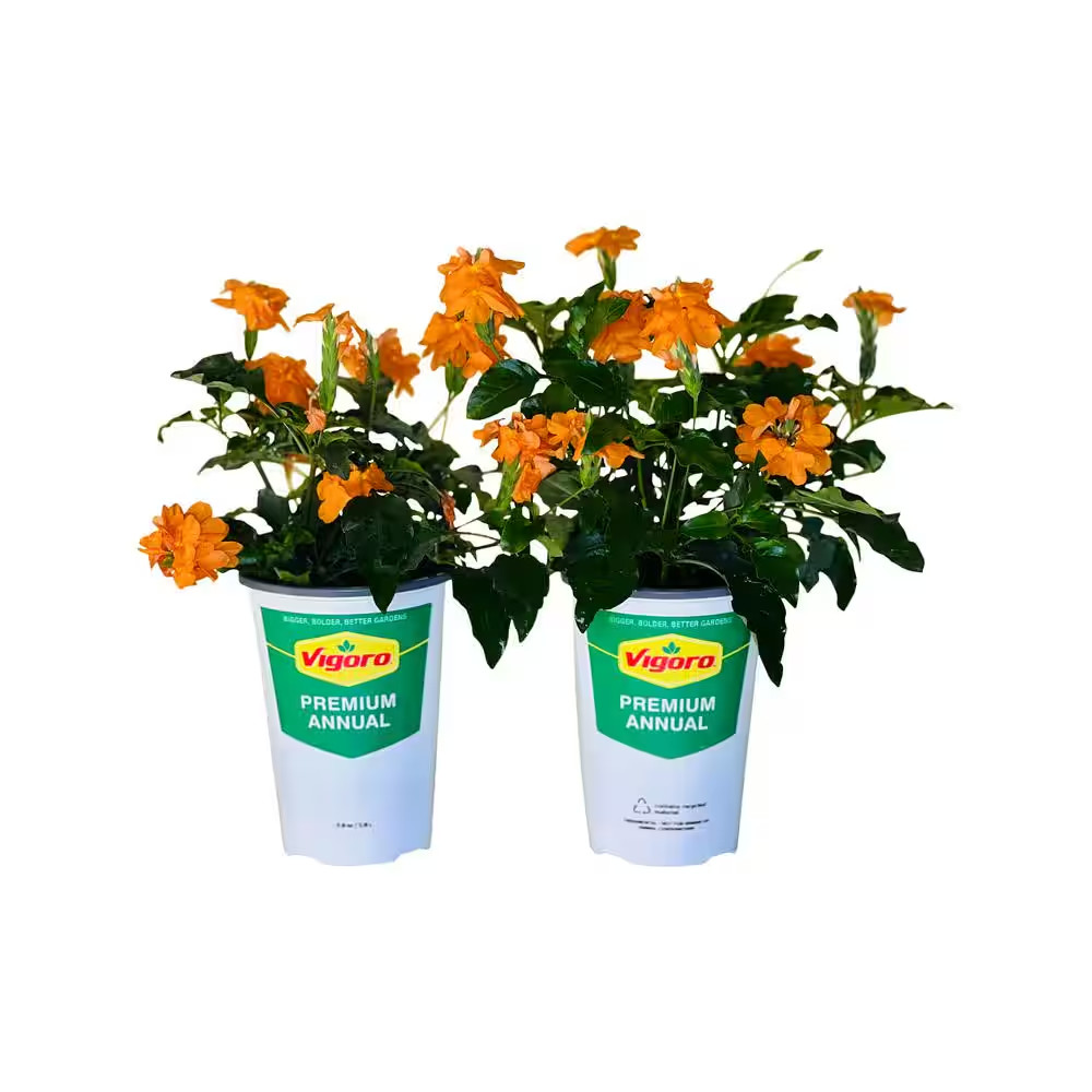 2.5 Qt. Crossandra Orange Plant in Grower’S Pot (2-Packs)