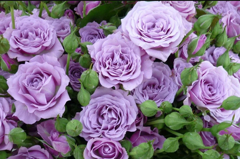 30+ Seeds| Light Purple Perennial Flower Rose Seeds #1084