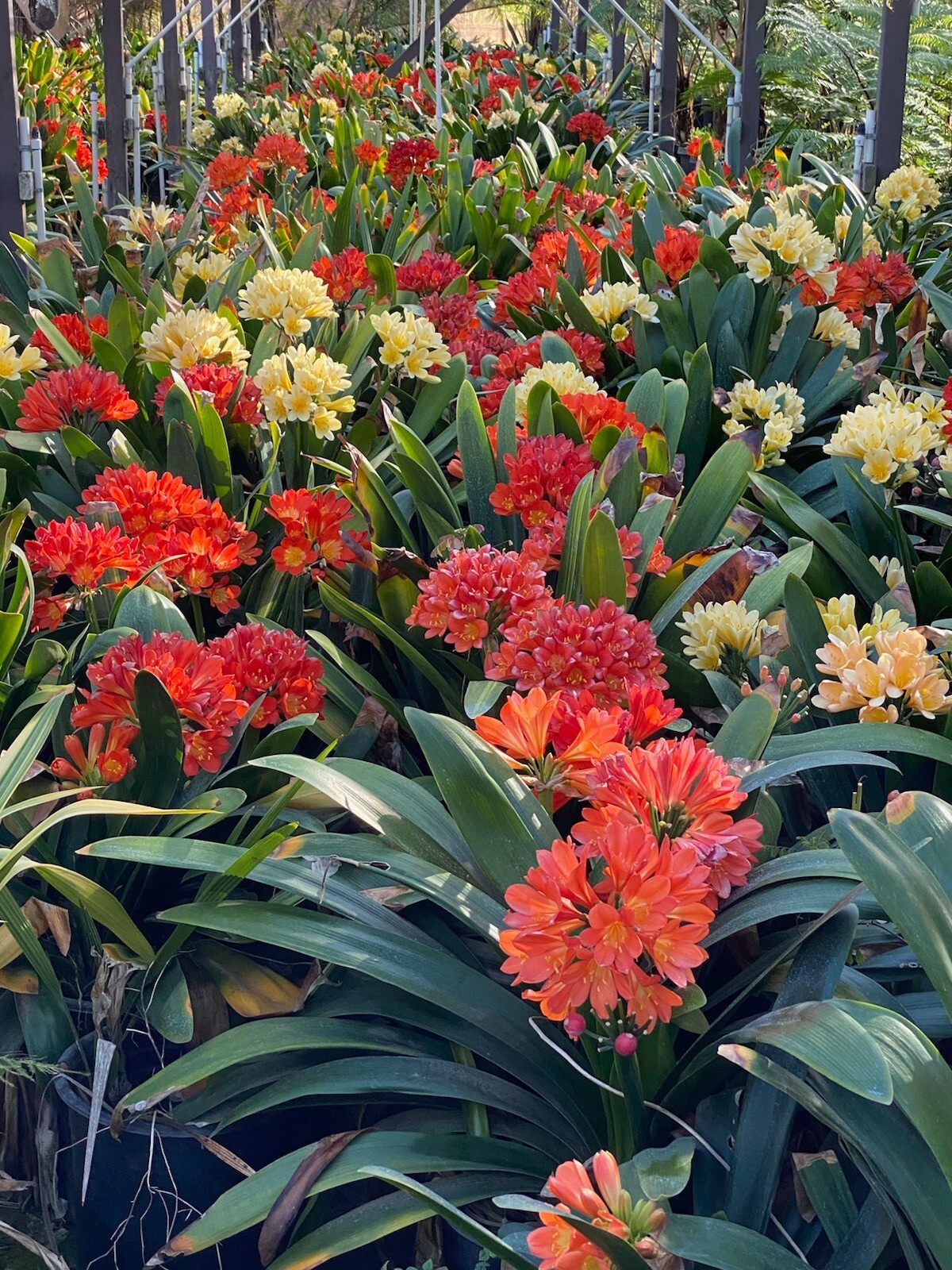 6 Mixed Clivia 3 leaf seedlings