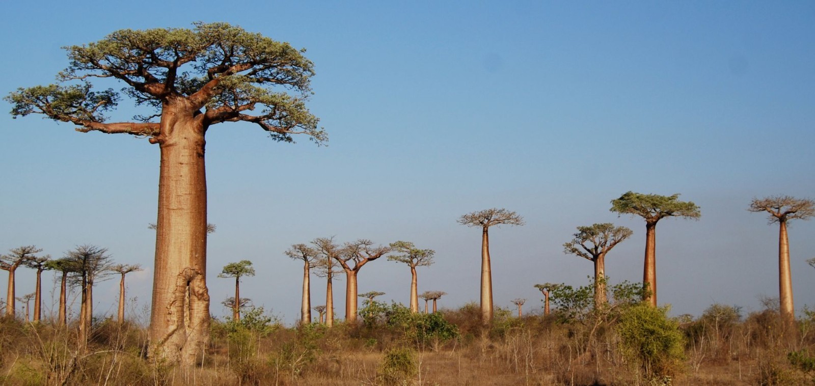 30 Adansonia Grandidieri Seeds – Grandidier’s Baobab Tree – Giant Baobab Seeds