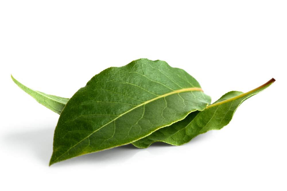Sweet Bay Laurel Herb Tree Seeds – 4 Seeds to Plant – Laurus nobilis